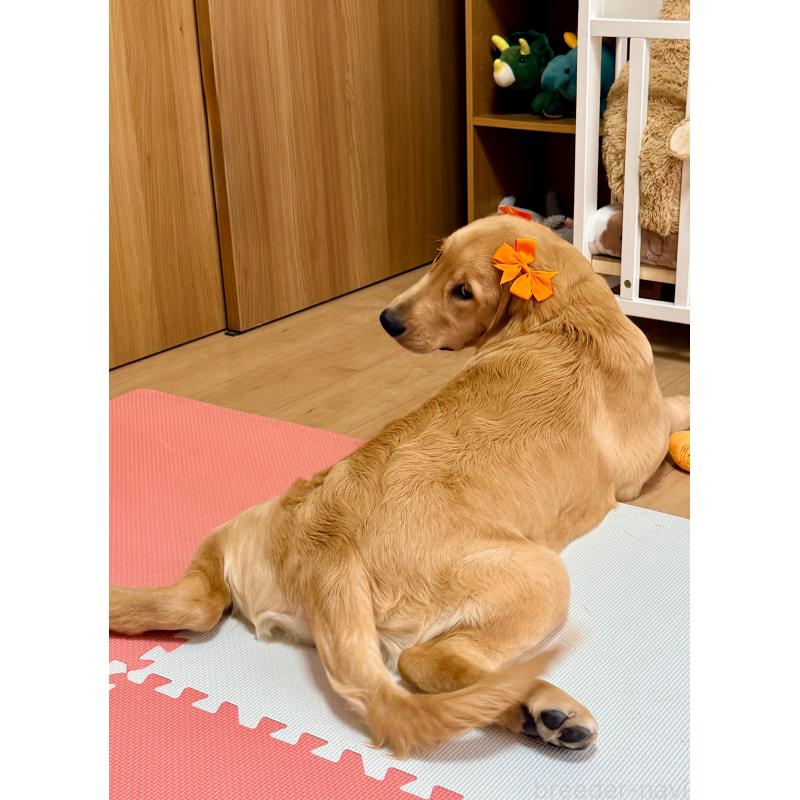 販売中の静岡県のゴールデンレトリーバー-424504の9枚目