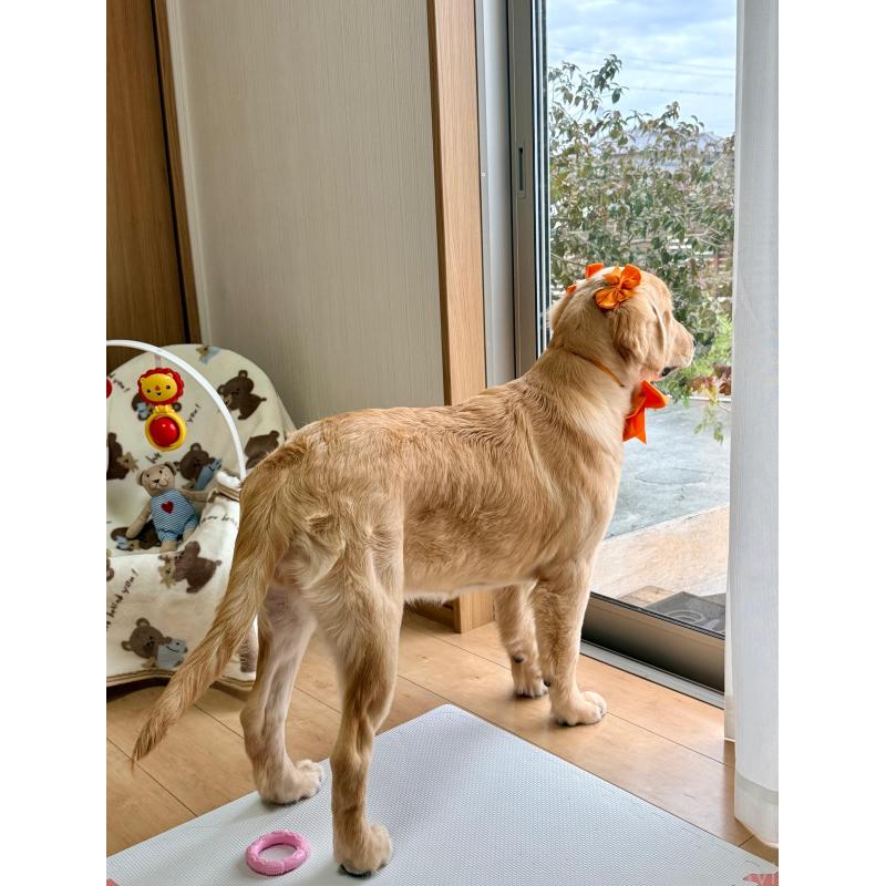 販売中の静岡県のゴールデンレトリーバー-424504の8枚目