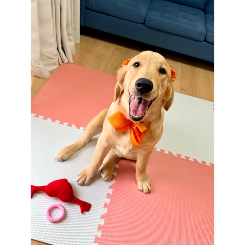 販売中の静岡県のゴールデンレトリーバー-424504の7枚目