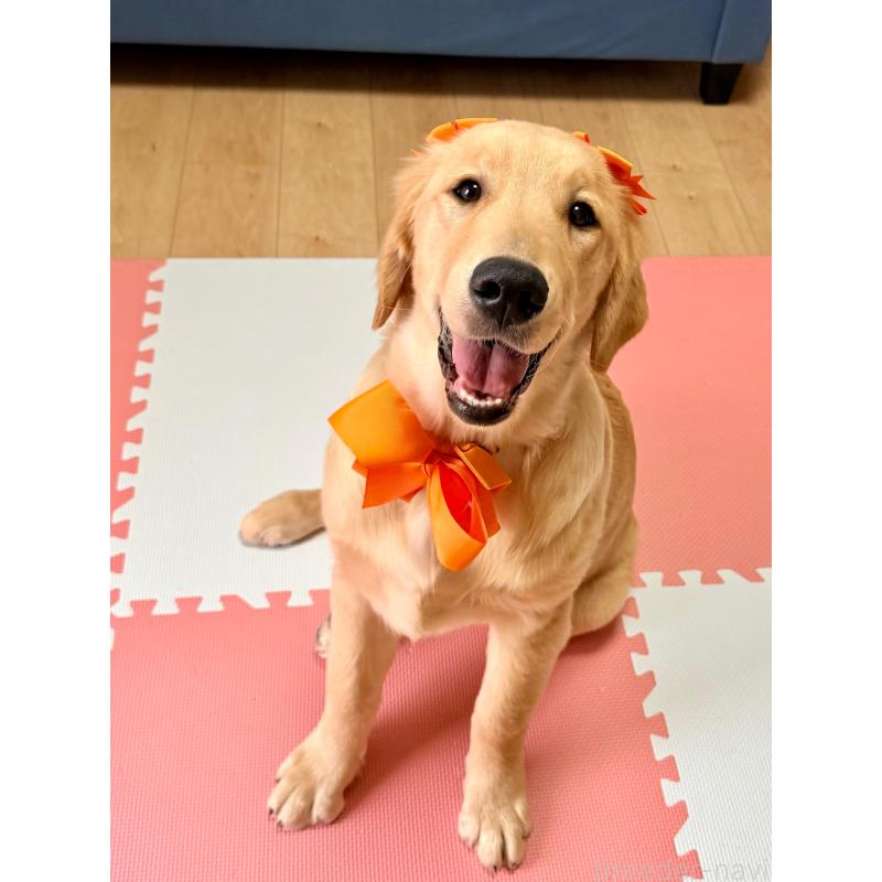 販売中の静岡県のゴールデンレトリーバー-424504の6枚目