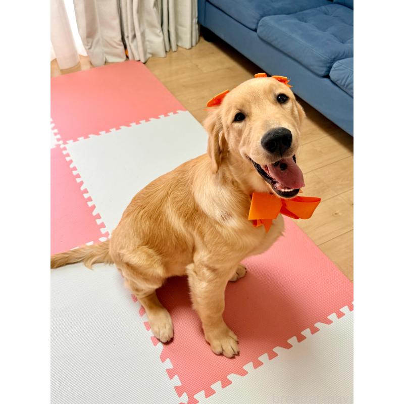 販売中の静岡県のゴールデンレトリーバー-424504の5枚目