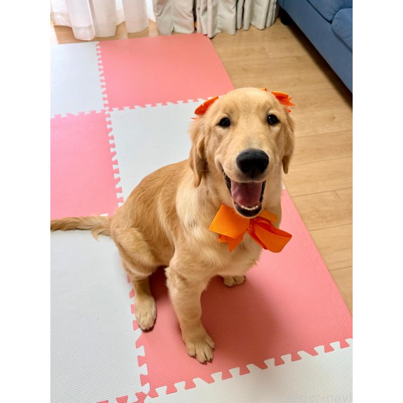 販売中の静岡県のゴールデンレトリーバー-424504の4枚目