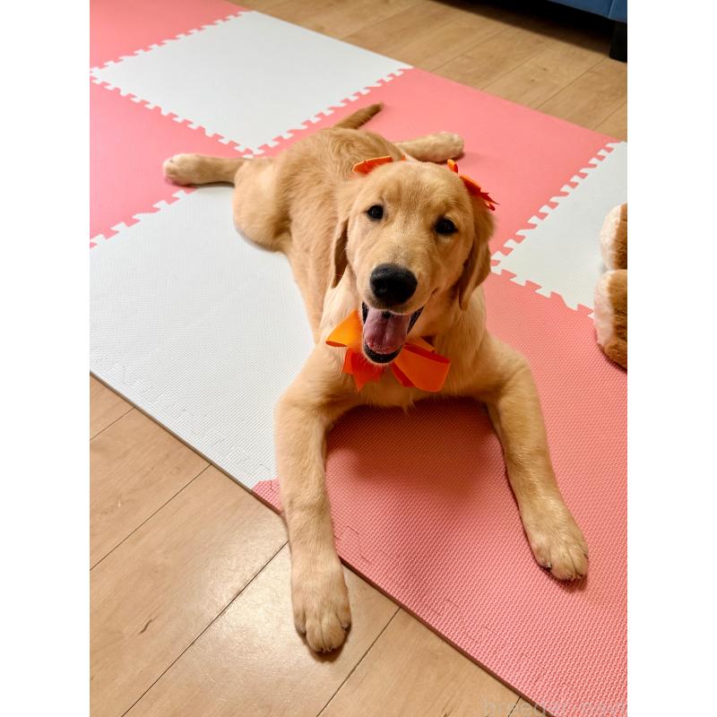 販売中の静岡県のゴールデンレトリーバー-424504の3枚目