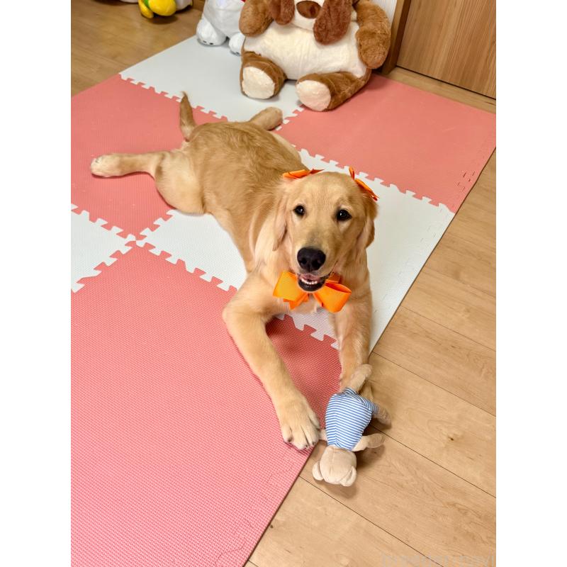 販売中の静岡県のゴールデンレトリーバー-424504の2枚目