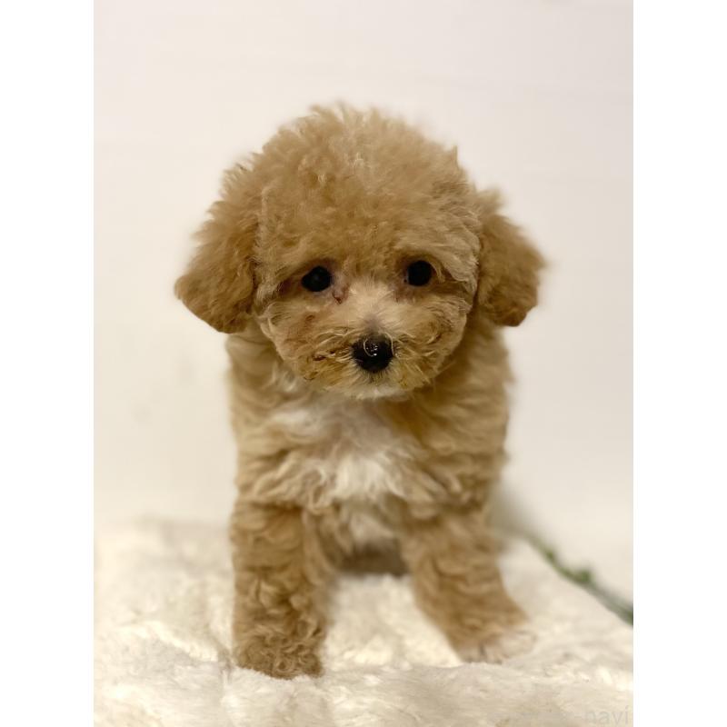 販売中の静岡県のマルプー:マルチーズ×トイプードル-424505の5枚目