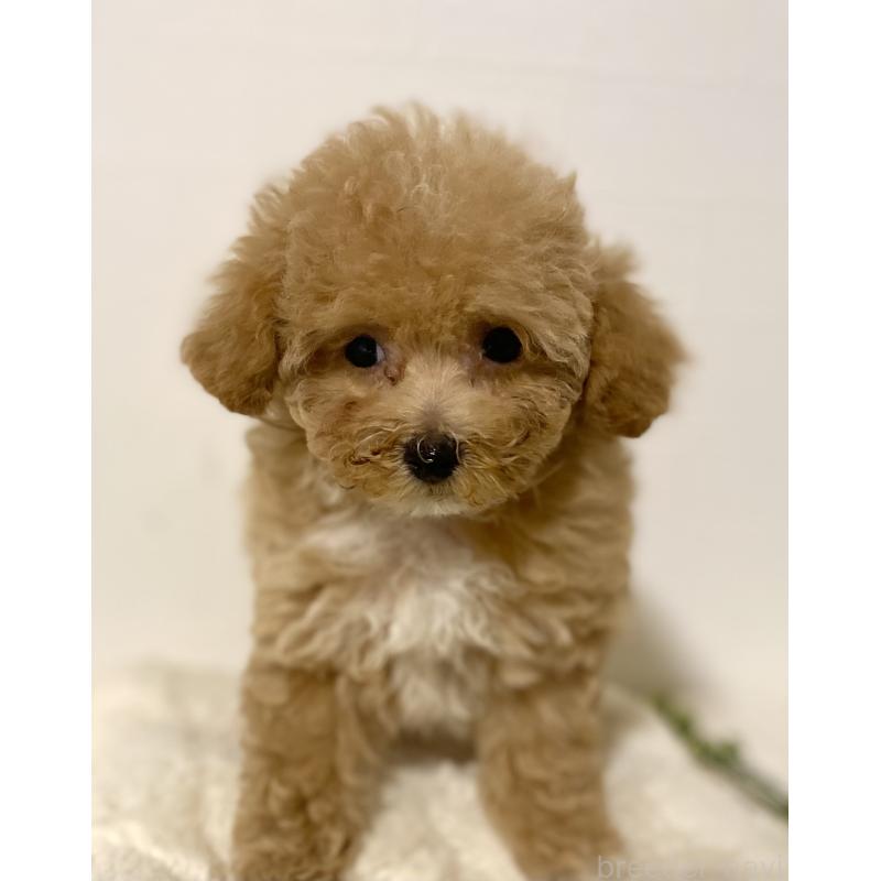 販売中の静岡県のマルプー:マルチーズ×トイプードル-424505の4枚目