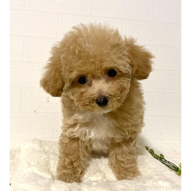 販売中の静岡県のマルプー:マルチーズ×トイプードル-424505の3枚目