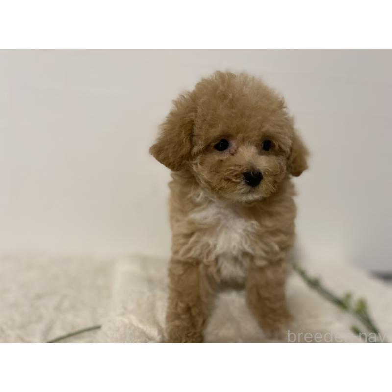 販売中の静岡県のマルプー:マルチーズ×トイプードル-424505の2枚目