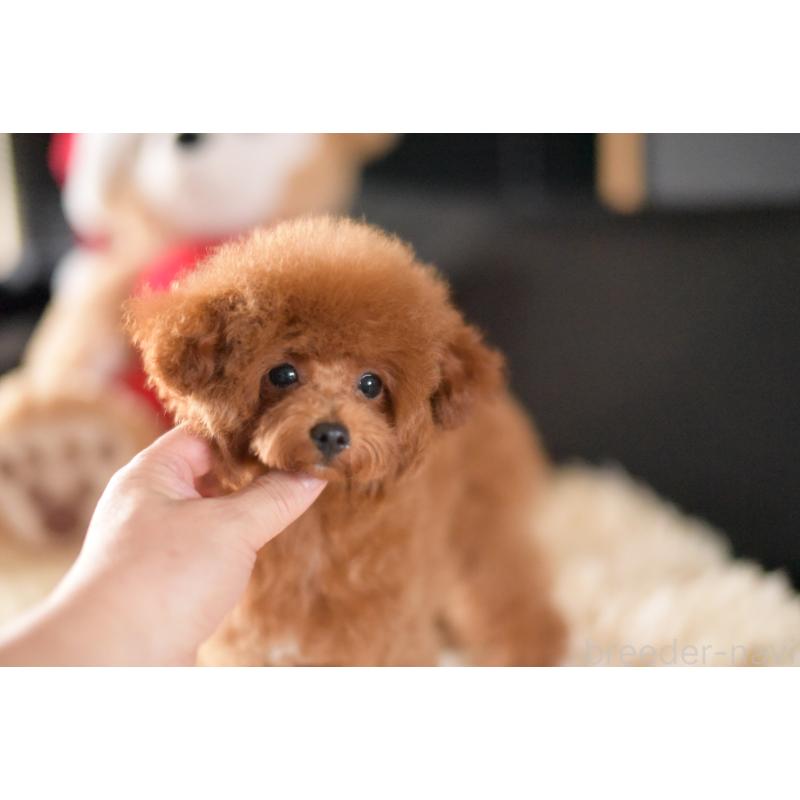 販売中の茨城県のタイニープードル-407048の6枚目