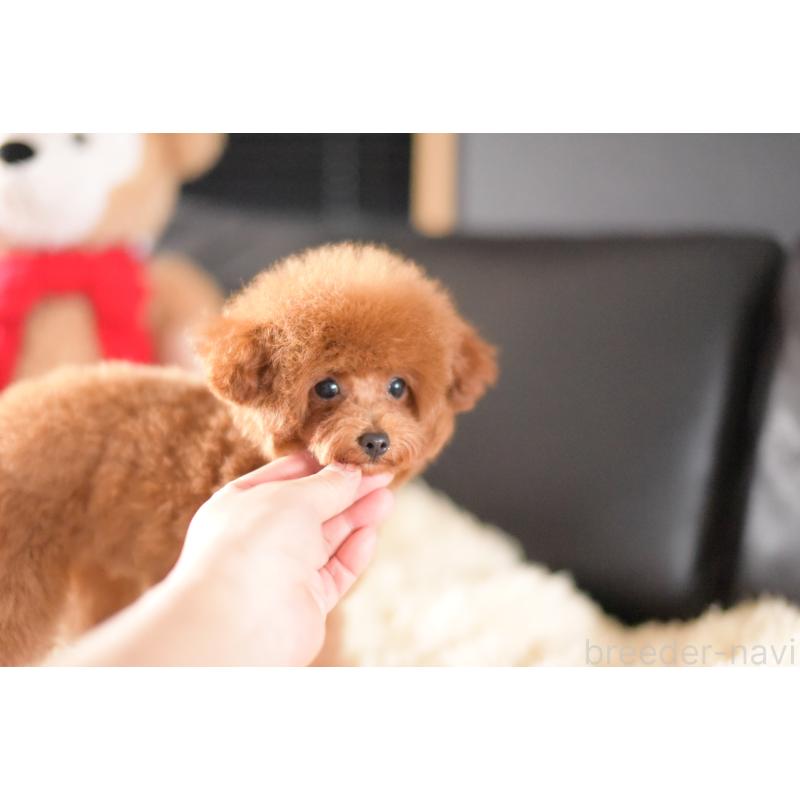 販売中の茨城県のタイニープードル-407048の5枚目