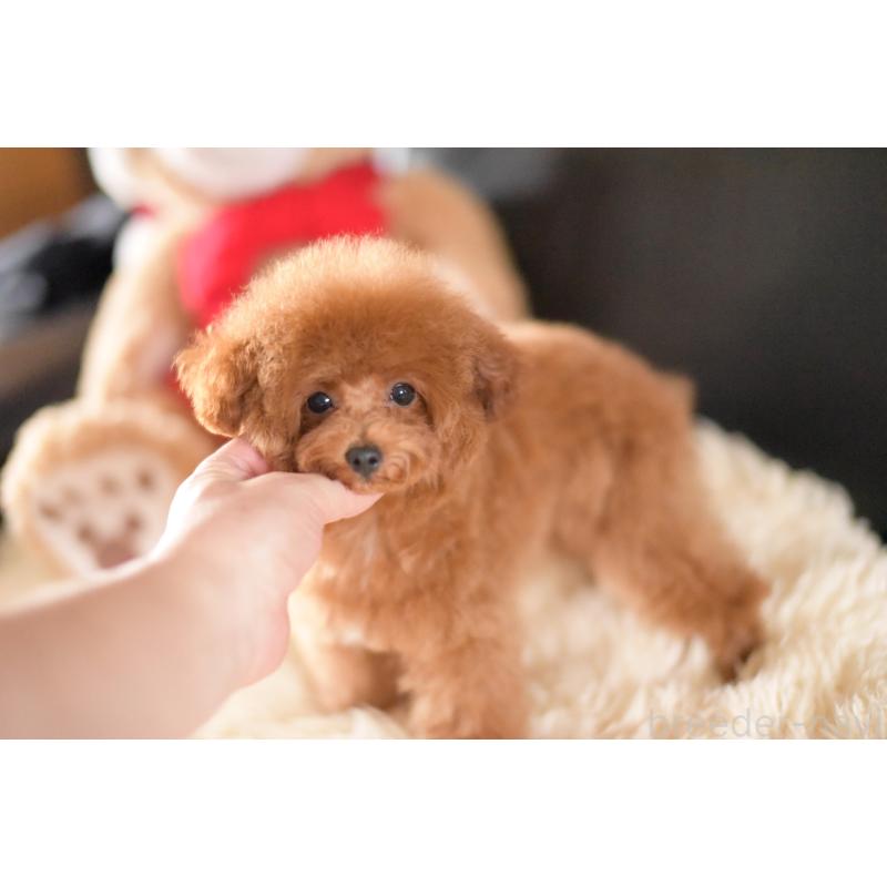 販売中の茨城県のタイニープードル-407048の4枚目