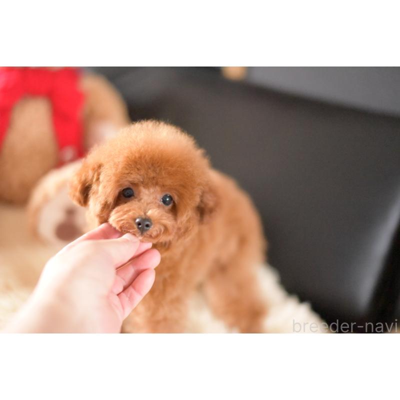 販売中の茨城県のタイニープードル-407048の3枚目