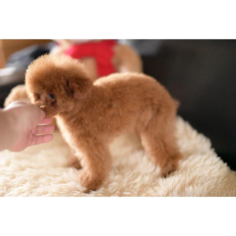 販売中の茨城県のタイニープードル-407048の2枚目