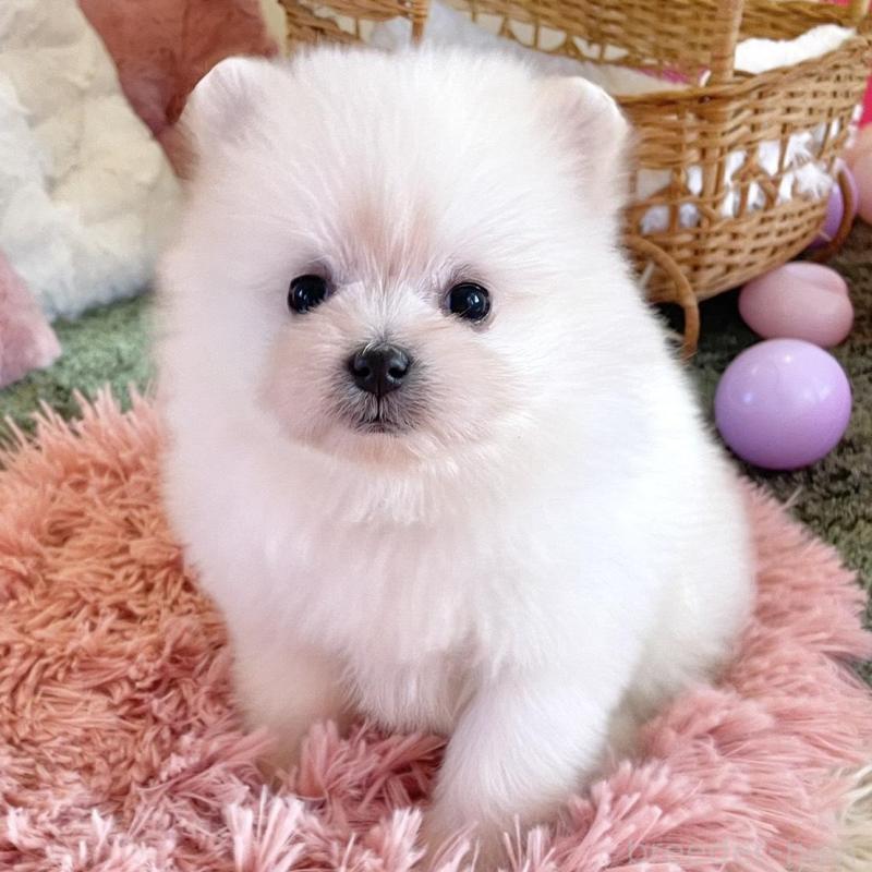 販売中の山梨県のポメマル:ポメラニアン×マルチーズ-424506の1枚目