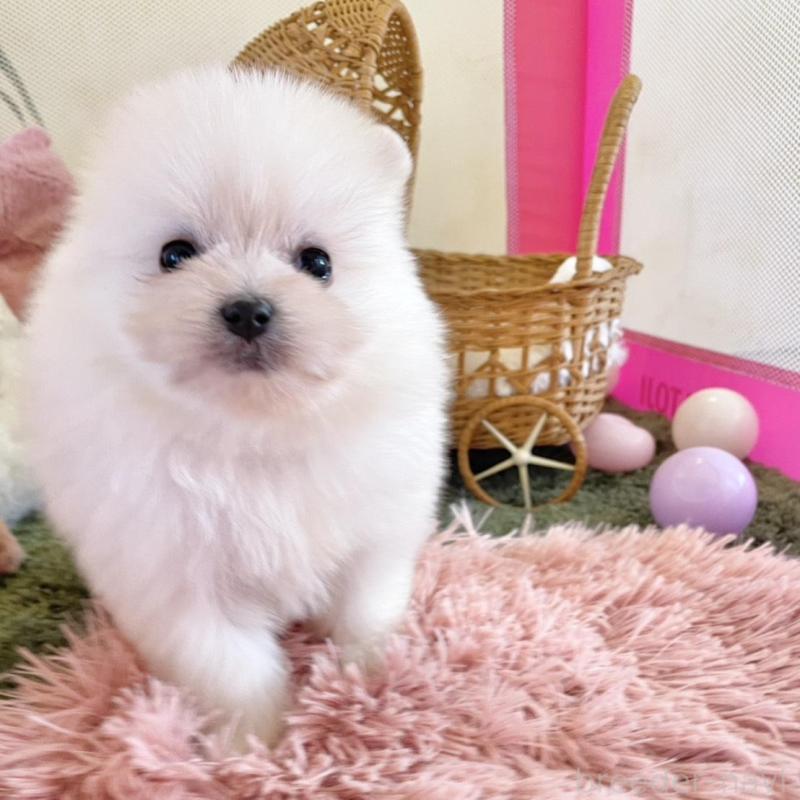 販売中の山梨県のポメマル:ポメラニアン×マルチーズ-424506の12枚目