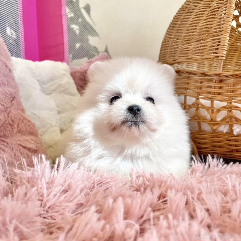 販売中の山梨県のポメマル:ポメラニアン×マルチーズ-424506の11枚目