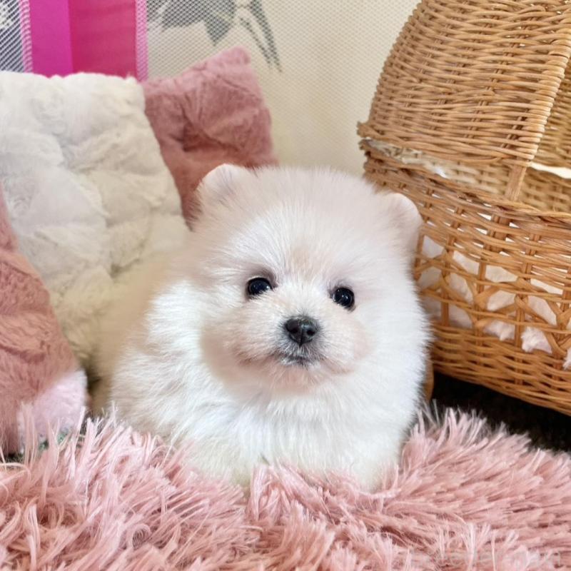 販売中の山梨県のポメマル:ポメラニアン×マルチーズ-424506の10枚目