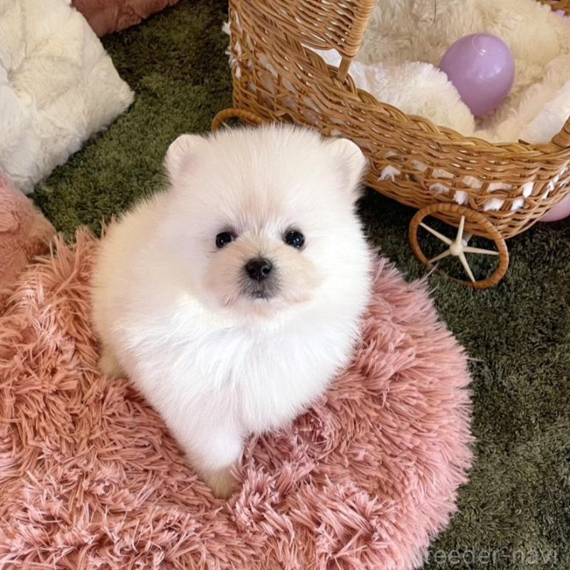 販売中の山梨県のポメマル:ポメラニアン×マルチーズ-424506の9枚目