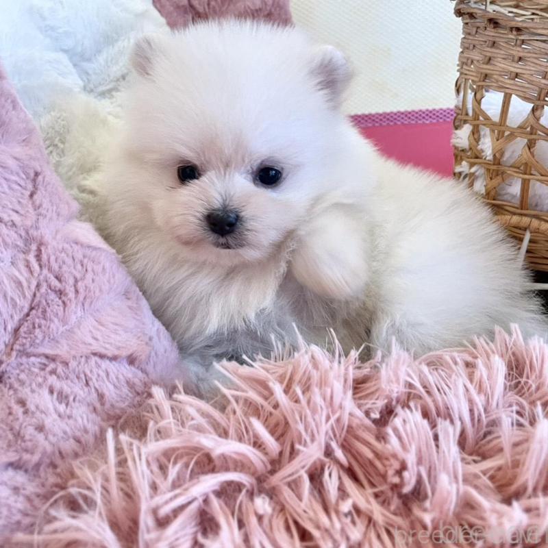 販売中の山梨県のポメマル:ポメラニアン×マルチーズ-424506の8枚目