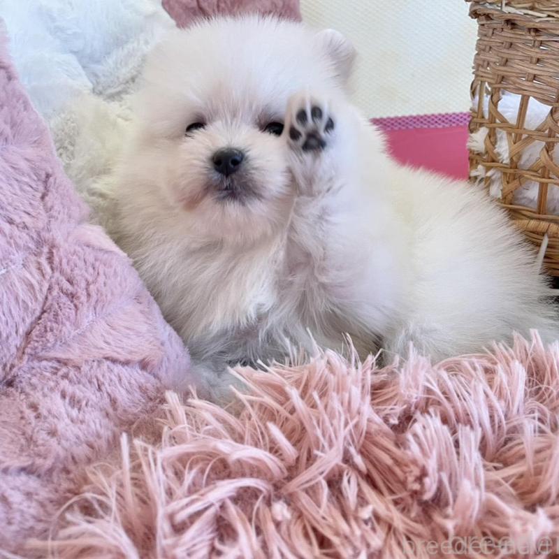 販売中の山梨県のポメマル:ポメラニアン×マルチーズ-424506の7枚目