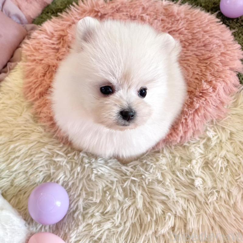 販売中の山梨県のポメマル:ポメラニアン×マルチーズ-424506の6枚目