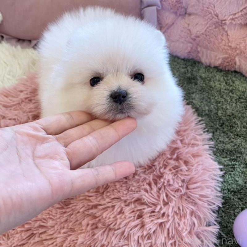 販売中の山梨県のポメマル:ポメラニアン×マルチーズ-424506の5枚目