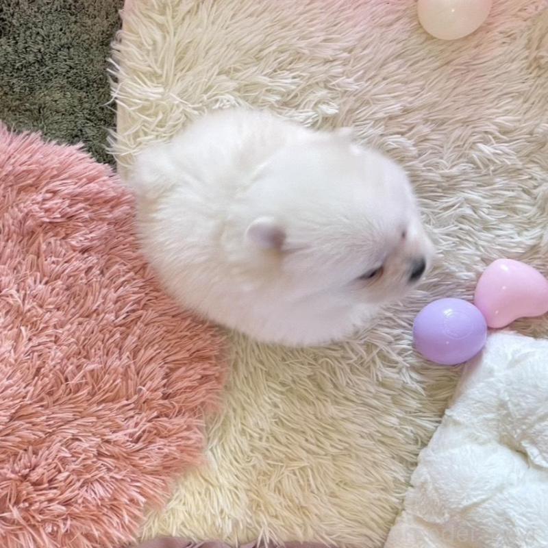 販売中の山梨県のポメマル:ポメラニアン×マルチーズ-424506の4枚目