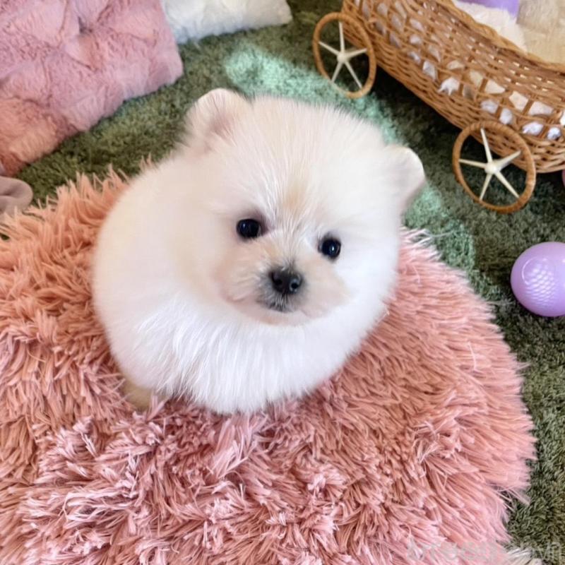 販売中の山梨県のポメマル:ポメラニアン×マルチーズ-424506の3枚目