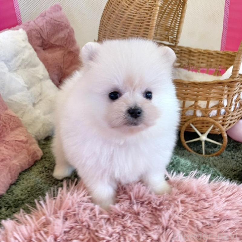 販売中の山梨県のポメマル:ポメラニアン×マルチーズ-424506の2枚目