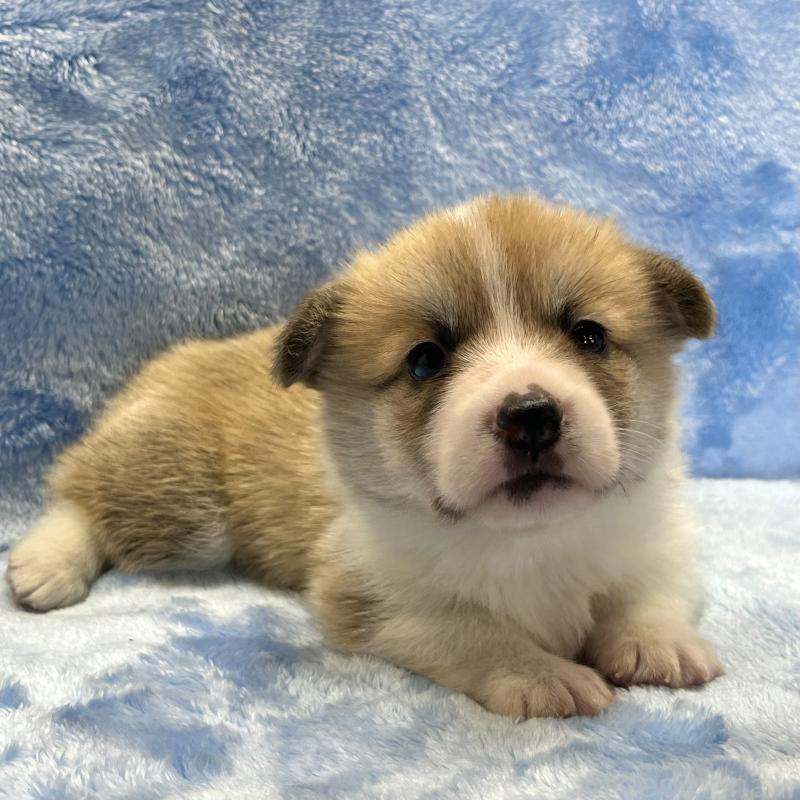 販売中の大阪府のウェルシュコーギーペンブローク-424507の10枚目