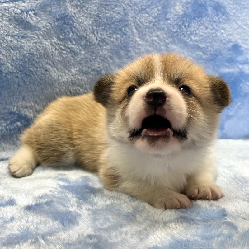 販売中の大阪府のウェルシュコーギーペンブローク-424507の9枚目