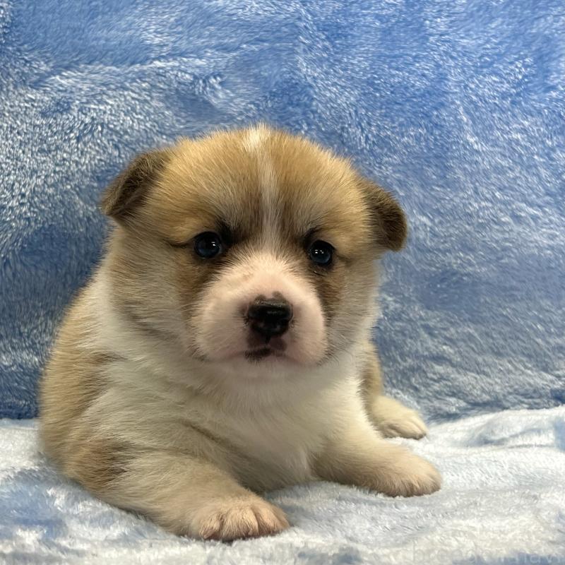 販売中の大阪府のウェルシュコーギーペンブローク-424507の7枚目