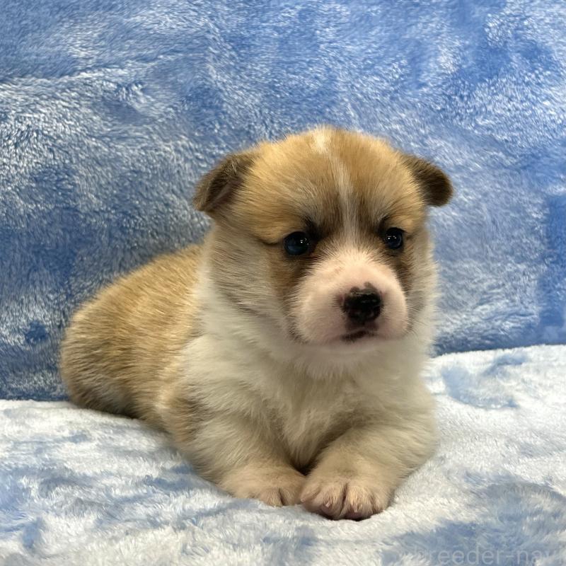 販売中の大阪府のウェルシュコーギーペンブローク-424507の6枚目