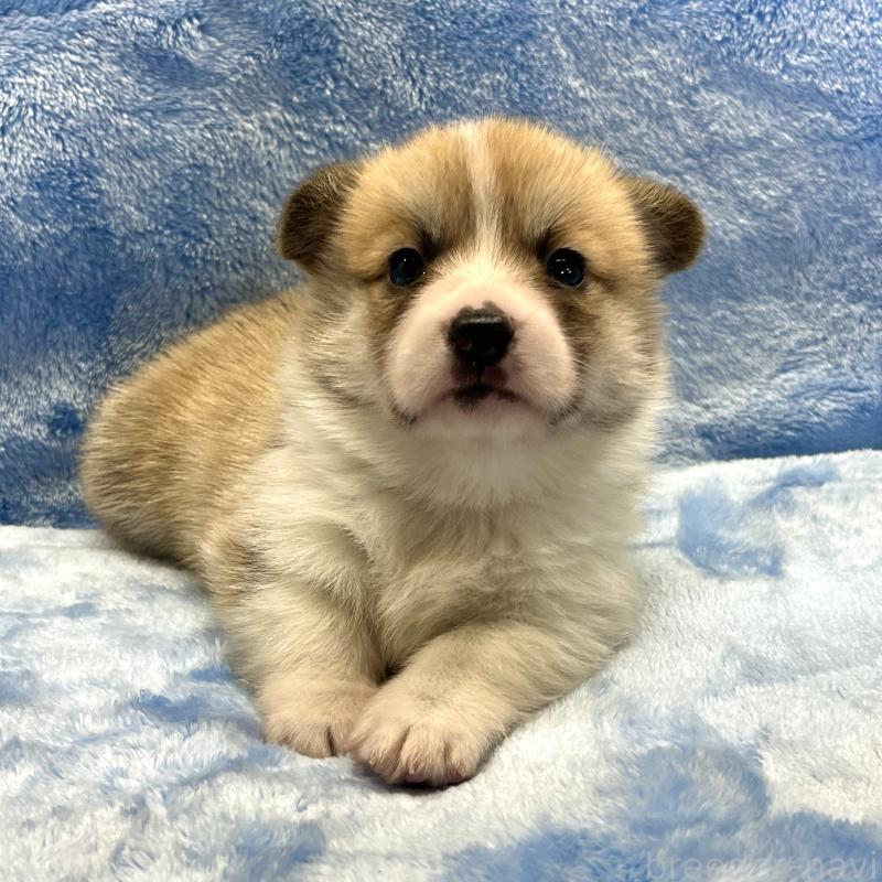 販売中の大阪府のウェルシュコーギーペンブローク-424507の4枚目