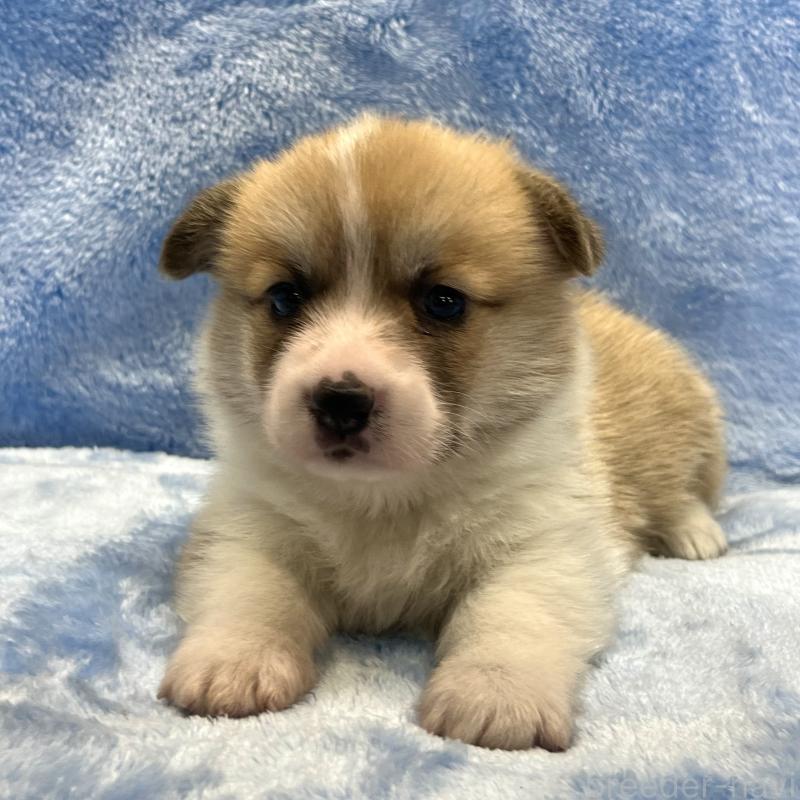 販売中の大阪府のウェルシュコーギーペンブローク-424507の3枚目