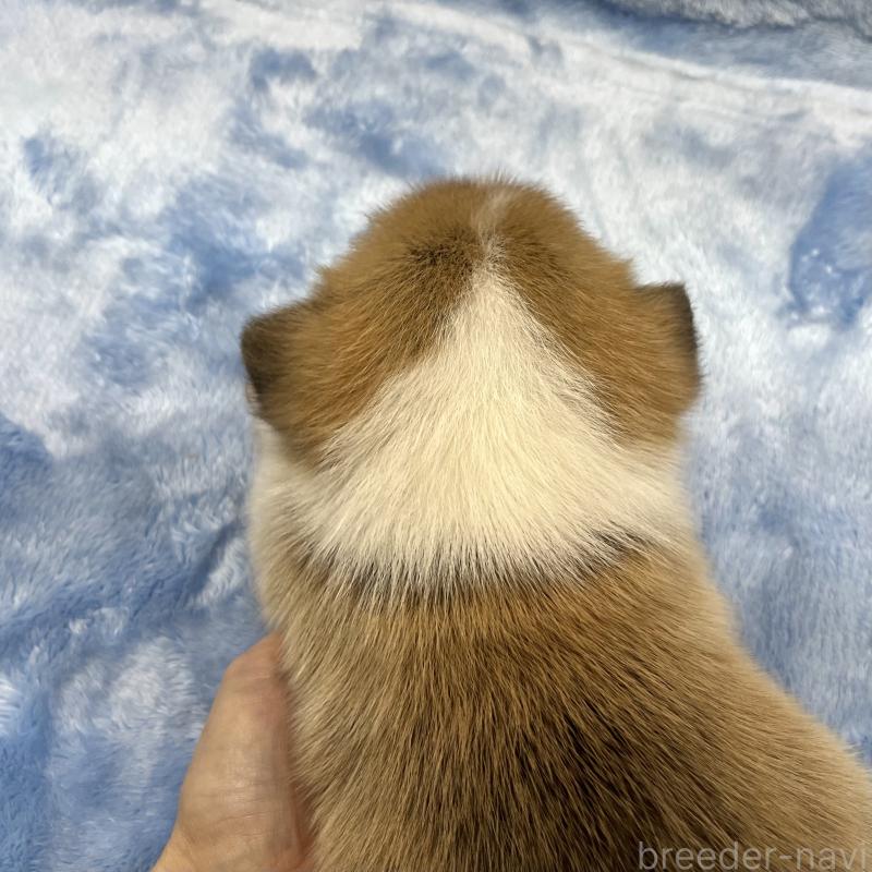 販売中の大阪府のウェルシュコーギーペンブローク-424507の2枚目