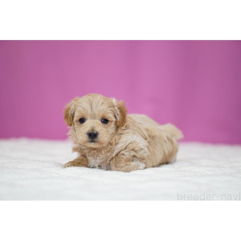 販売中の埼玉県のマルプー:マルチーズ×トイプードル-424508の5枚目