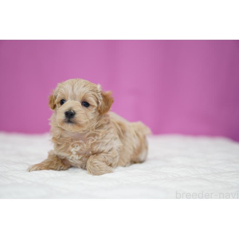 販売中の埼玉県のマルプー:マルチーズ×トイプードル-424508の3枚目