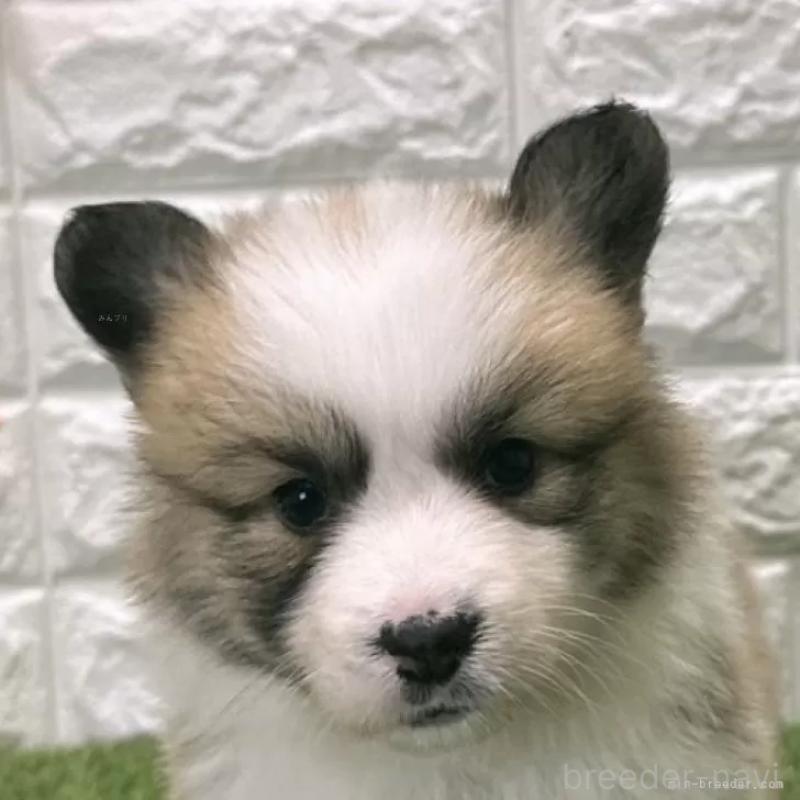 販売中の愛知県のウェルシュコーギーペンブローク-423520