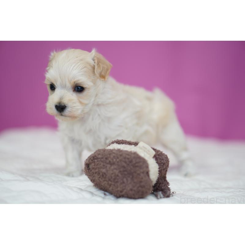 販売中の埼玉県のマルプー:マルチーズ×トイプードル-424509の4枚目