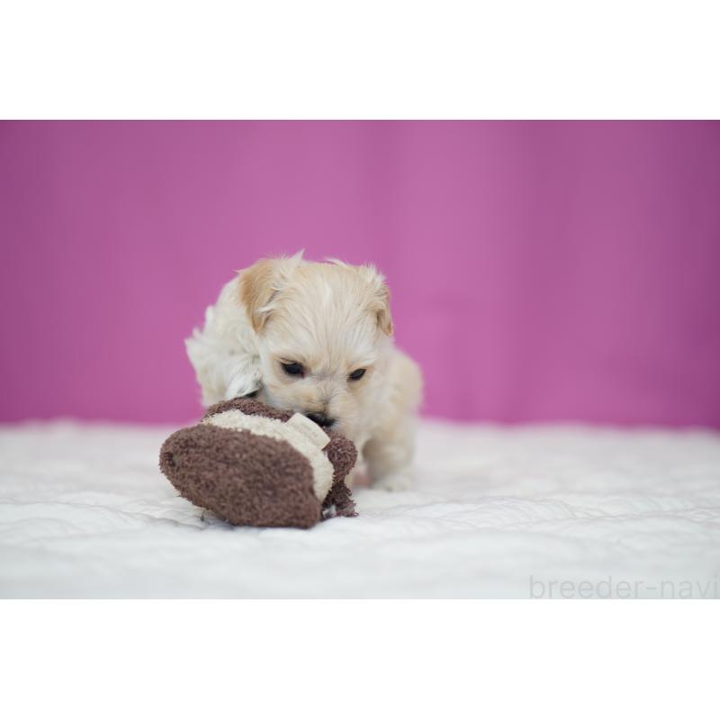 販売中の埼玉県のマルプー:マルチーズ×トイプードル-424509の3枚目