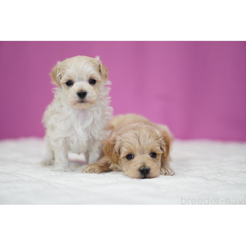 販売中の埼玉県のマルプー:マルチーズ×トイプードル-424509の2枚目