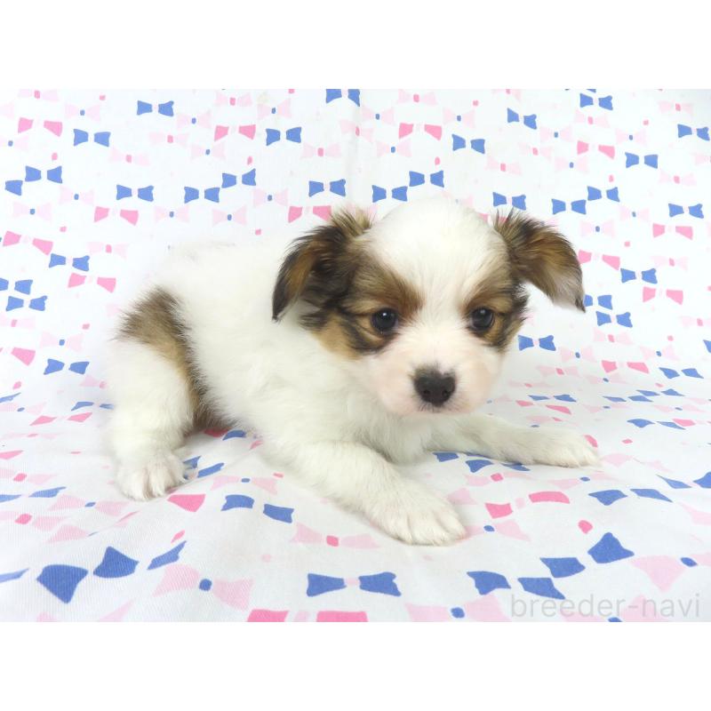 成約済の千葉県のパピヨン-419895の4枚目