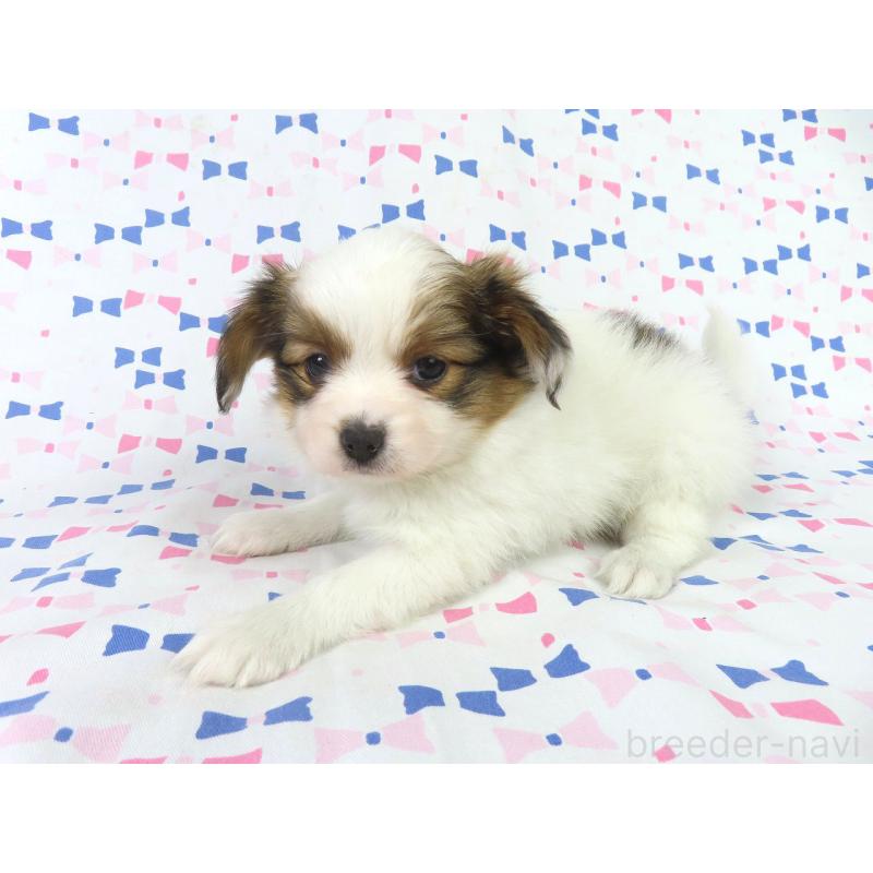 成約済の千葉県のパピヨン-419895の3枚目