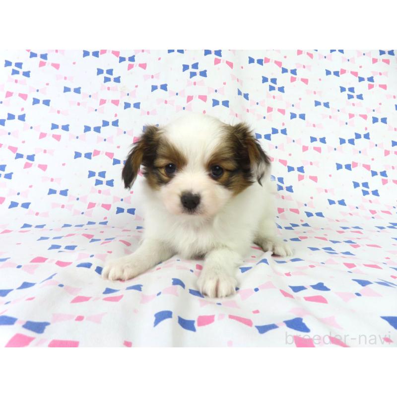 成約済の千葉県のパピヨン-419895の2枚目