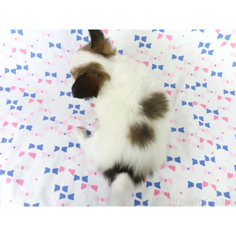 販売中の千葉県のパピヨン-419896の10枚目