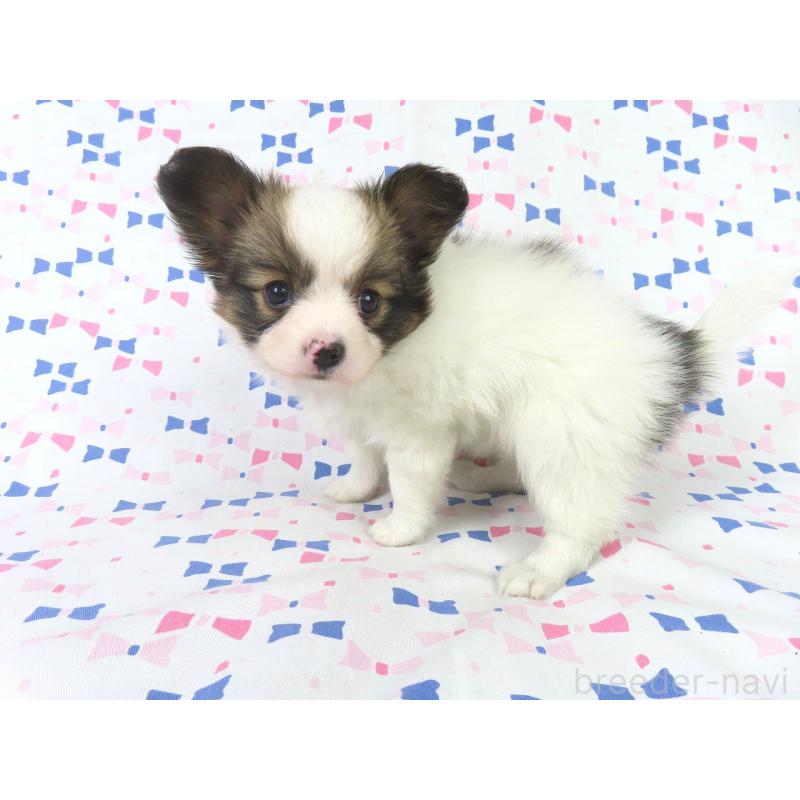 販売中の千葉県のパピヨン-419896の9枚目