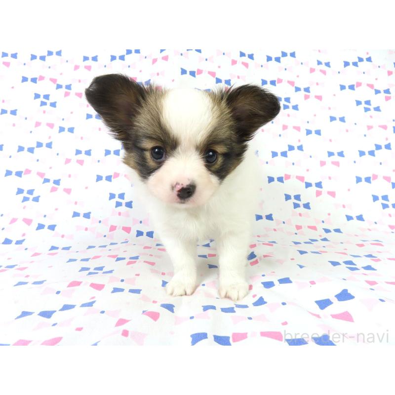 販売中の千葉県のパピヨン-419896の8枚目