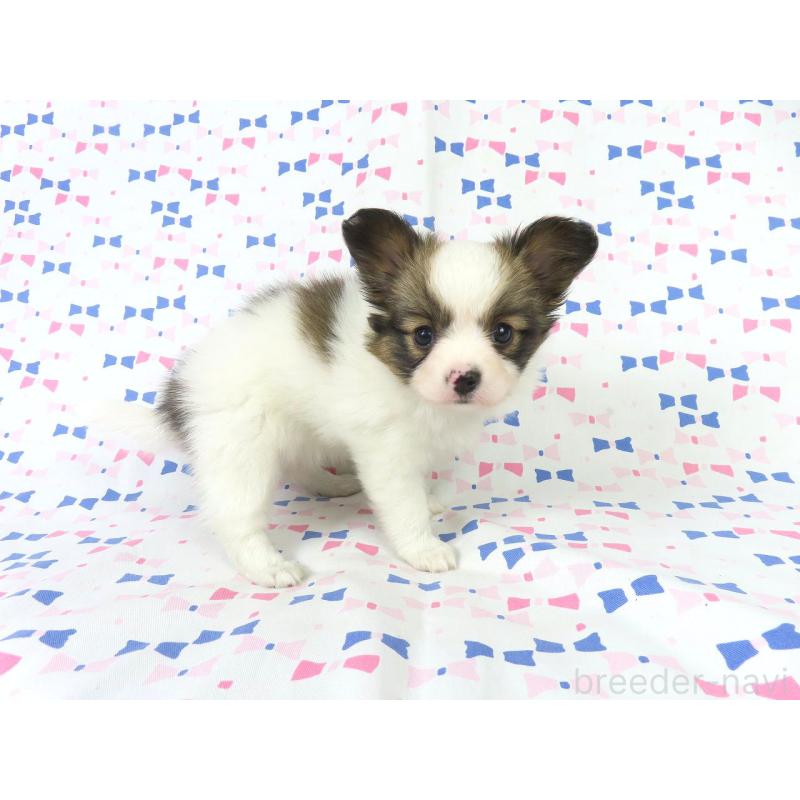 販売中の千葉県のパピヨン-419896の7枚目