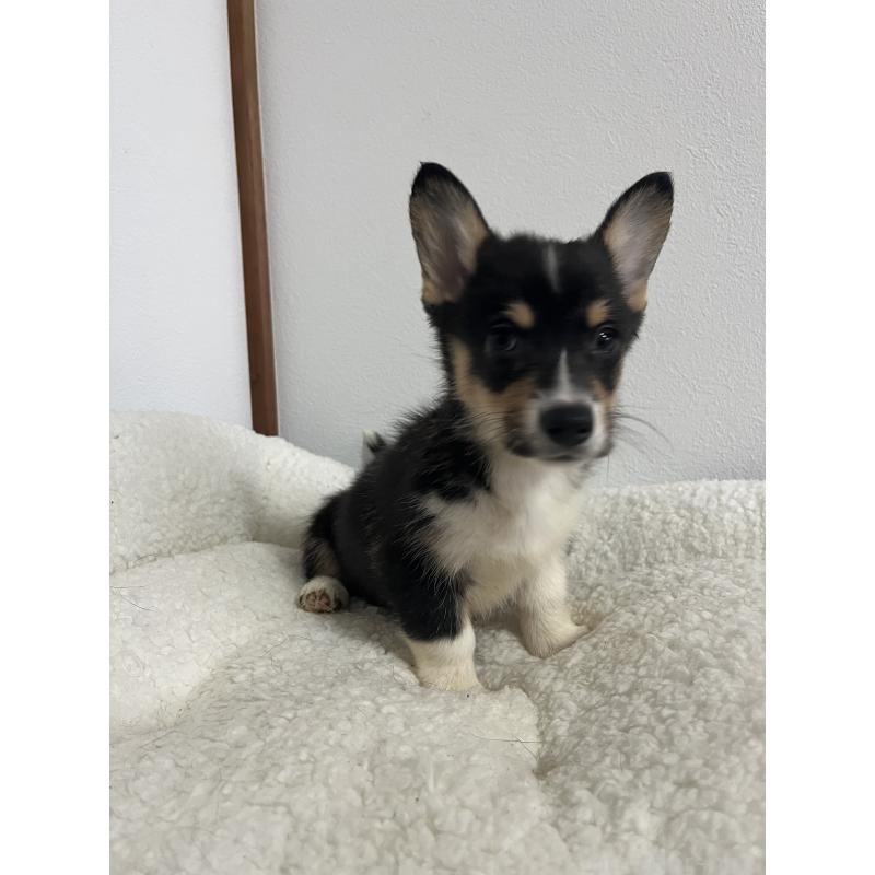 販売中の和歌山県のウェルシュコーギーペンブローク-418659の9枚目